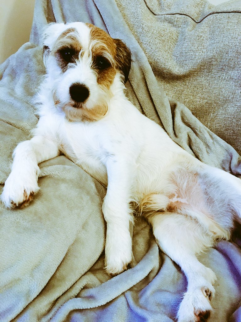 hooterboy's tweet photo. Mmm, not sure that I’m quite in the festive spirit yet but Boney M is bouncing off the walls while my hoomans decorate the tree. Torture really and the chocolate baubles haven’t even come out yet! 🐶🐾 #dogcelebration #DogsofTwittter #landofdogs https://t.co/cPErPtJZ5a
