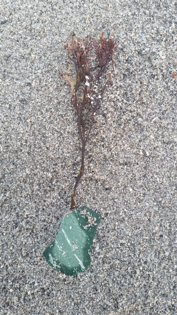 ceeebird's tweet image. Love the little things on my #dailydogwalk #Benbecula #beachstuff #lifesabeach