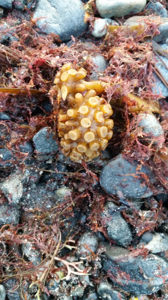 ceeebird's tweet image. Love the little things on my #dailydogwalk #Benbecula #beachstuff #lifesabeach