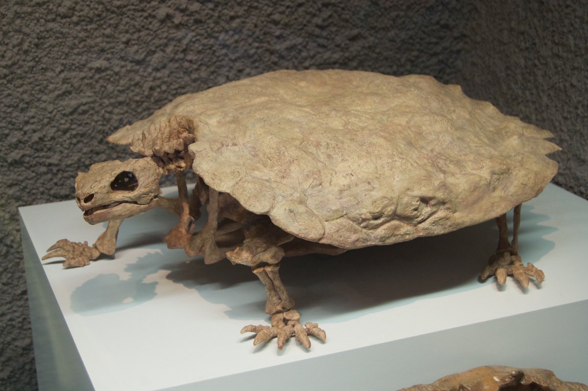 And this gracious note: “Dreaming in Turtle is a masterpiece of nature writing – a beautifully written cultural history of turtles. These shelled wonders need voices like Laufer’s to call attention to their plight.”― Craig Stanford, author of The Last Tortoise and USC bio prof