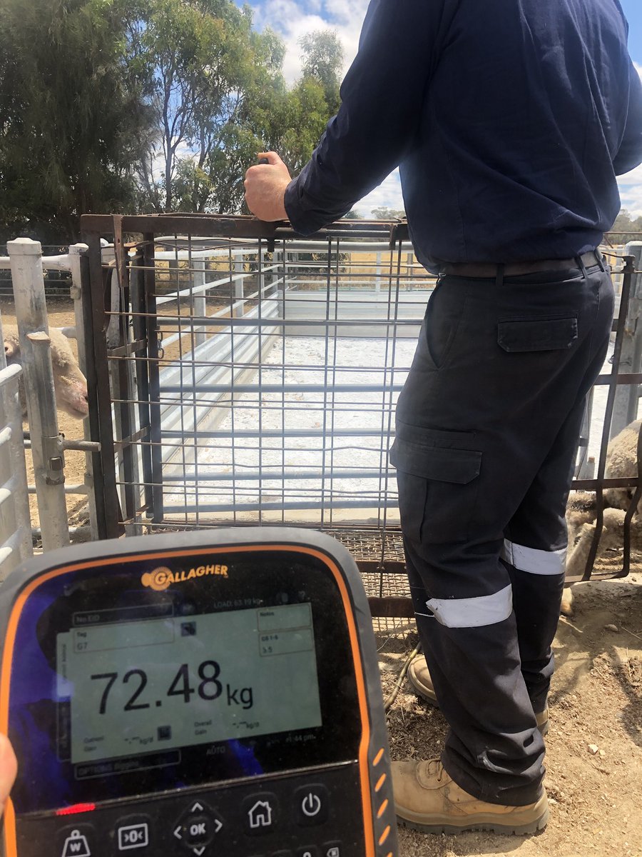EnglandJengland's tweet photo. First session yesterday for my newest Lifetime Ewe Management course based around Binnum in SA’s SE. Weighing ewes using @GallagherAMAU TW-3 scales to get their standard reference weight and entering condition scores simply using the great touchscreen . @woolinnovation https://t.co/lVWWATcOXd