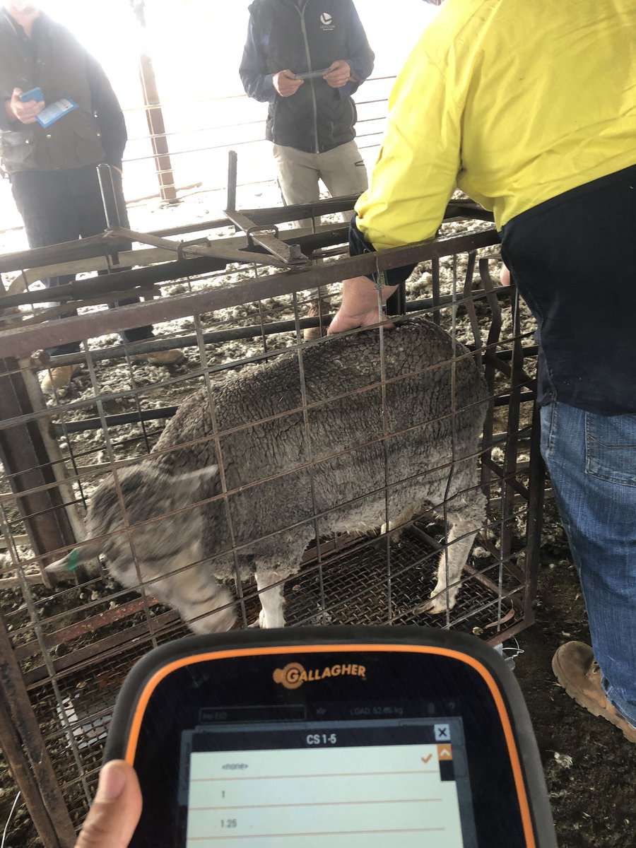 EnglandJengland's tweet photo. First session yesterday for my newest Lifetime Ewe Management course based around Binnum in SA’s SE. Weighing ewes using @GallagherAMAU TW-3 scales to get their standard reference weight and entering condition scores simply using the great touchscreen . @woolinnovation https://t.co/lVWWATcOXd