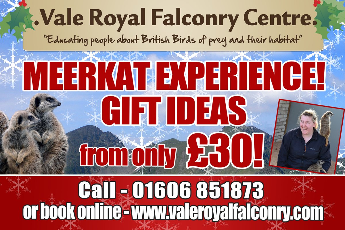 Our Meerkat family are reminding us that it is the 1st December! The festive season is upon us all! Are you looking for a unique gift to give someone? A special day out perhaps? Do you know anyone who loves Meerkats? valeroyalfalconry.com/special-meerka… #meerkatexperience #meerkatscheshire