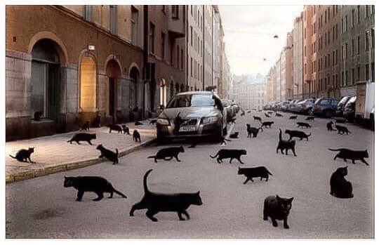 太る猫と太らない猫の違い』猫さんのための回し車で運動する猫さん 