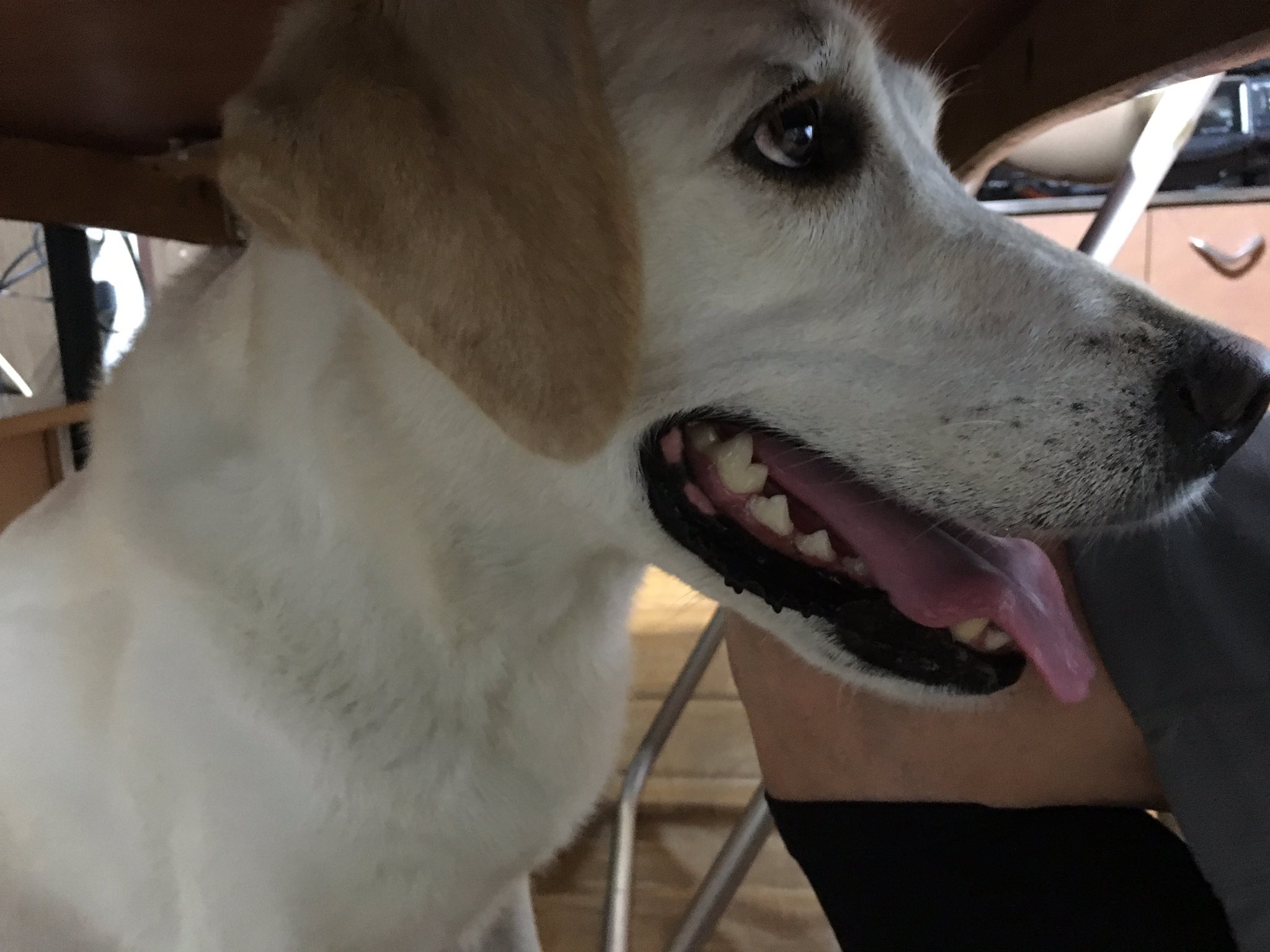 Twitter 上的 Simon Sin 犬の口にはゴムパッキンがほんとうについている 私の動物のお医者さんシンドローム T Co Noxg6cmzty Twitter
