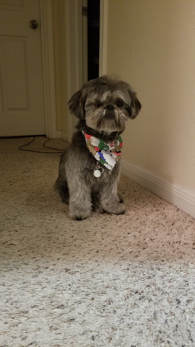 d_pena08's tweet photo. @sam_ayyee @Cristallonie I can't stand when she does that it's like how can you be so mean to my cute Bruce https://t.co/dP0DoRybbC