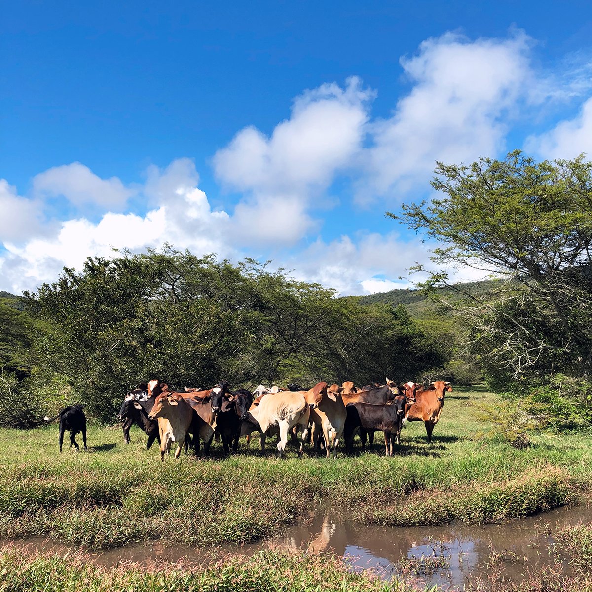 Florius to start flower farm in Colombia > bit.ly

#hypericumcoco #veronicasmart #floriusflowers
