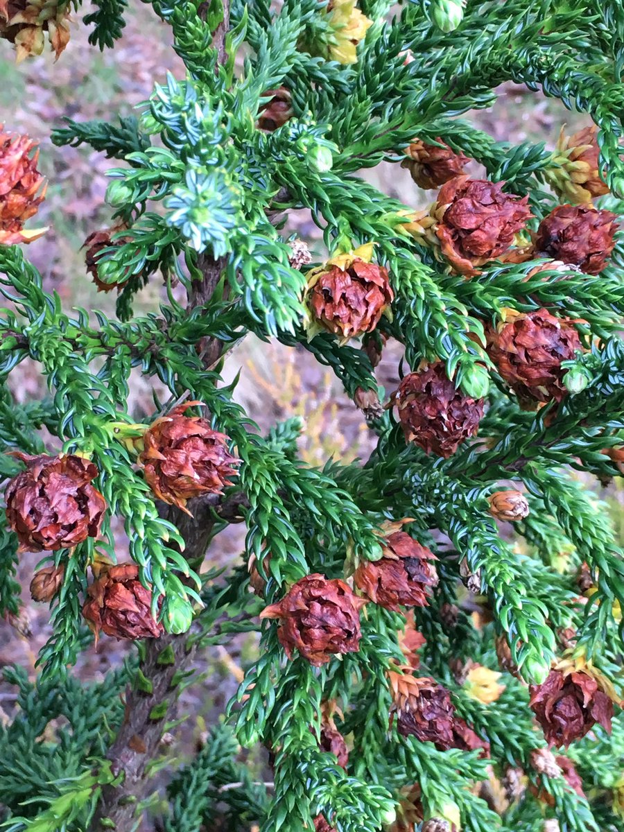 keeperofthegdns's tweet photo. Having seen #Athrotaxis #selaginoides on #Cradle #Mountain #Tasmania some years ago I can now enjoy it at the #Valley #Gardens https://t.co/M3YwSUaSdo