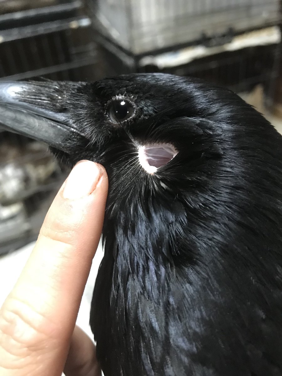 等松弘貴 Carrioncrowlovers カラスの耳です