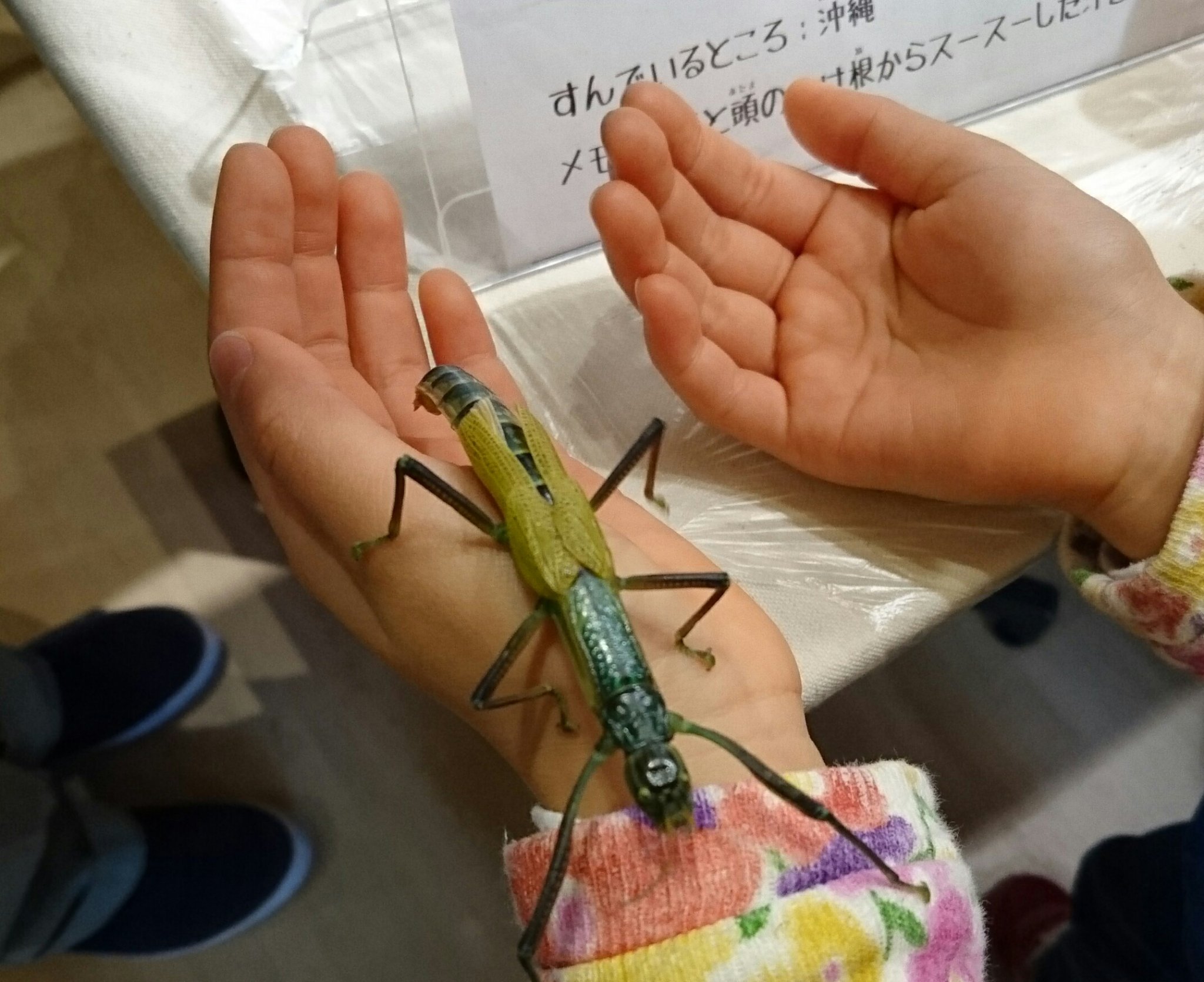 あいいろ こんちゅう館の虫タッチも楽しかったよ ジアウトレット広島 広島市森林公園こんちゅう館 虫タッチ T Co Ecyqd5bkr1 Twitter