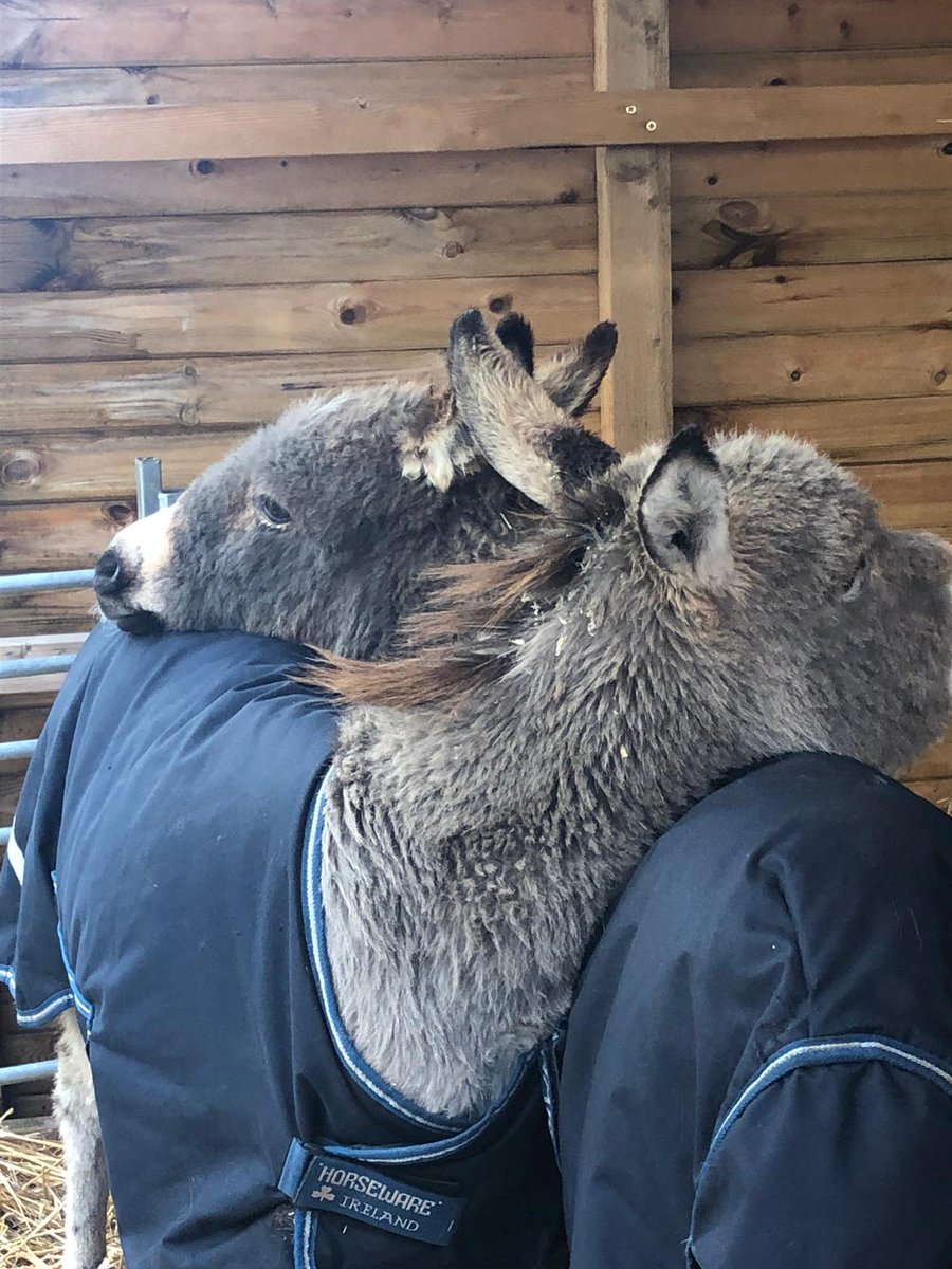 SaffiesTG's tweet photo. Waiting for @CardiffNativity to start but heres a quick picture of Thomas and Toby having a hug! https://t.co/BSom10ogRf