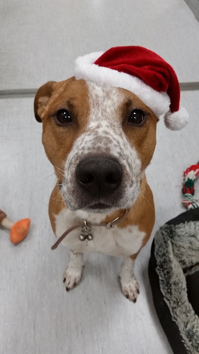 Winwick_PAH's tweet photo. Happy December 1st! 🎅🎄
#Christmas #christmascountdown #cute #dogsoftwitter #Dog #Pets https://t.co/wTDTxYViz3