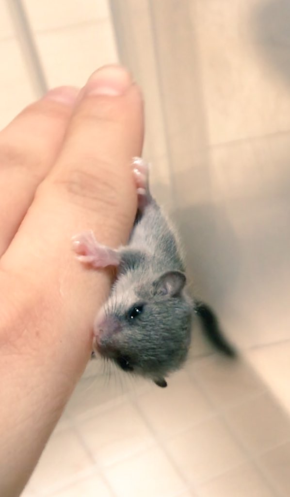 鼠鼠 - 只有拇指頭大的小可愛 DtVgucTVAAYoQ9S
