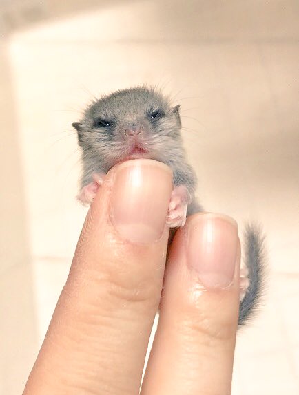 倉鼠 - 只有拇指頭大的小可愛 DtVgucUVYAATxo5