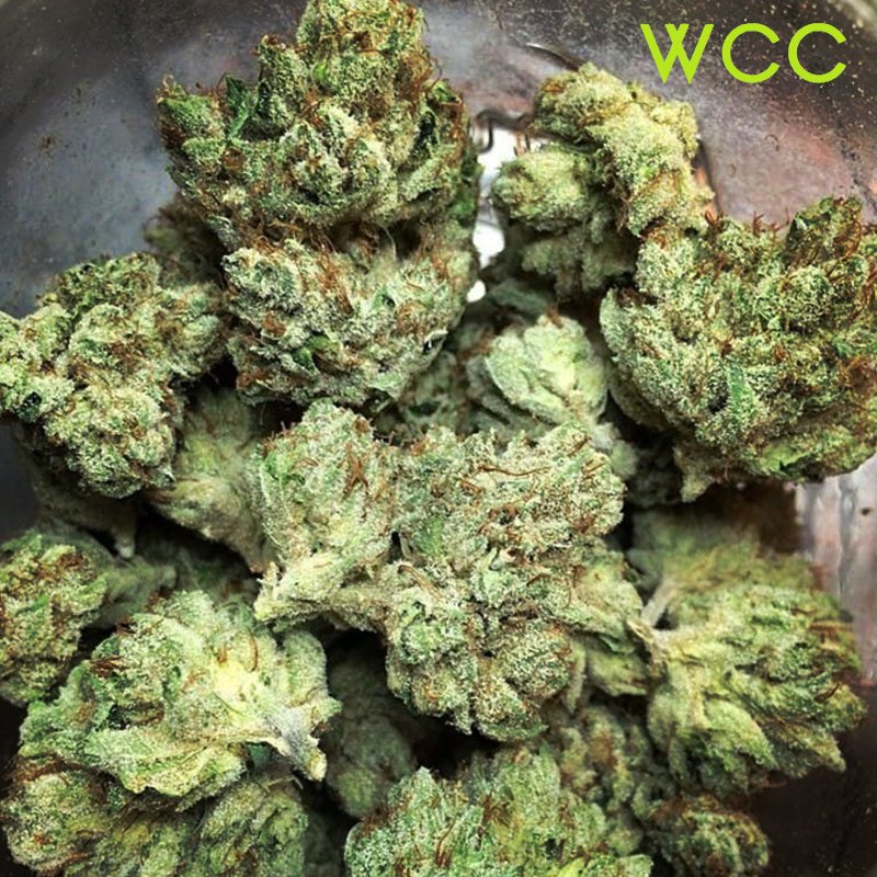 WCC25Cap's tweet photo. There's no duds in these buds!
••••••••••••••••••••••
Follow Whittier Care Center for quality 📲
••••••••••••••••••••••
#WhittierCareCenter #Buds #Flower https://t.co/C2ZpImUJdY
