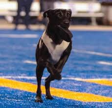 Bark! Bark! Gggrrreeeeaaddyyy! 💙🏈🧡