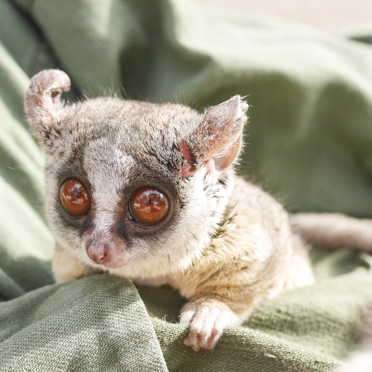 ショウガラゴのピザトル Pizzatoru ぼくは丸顔なのっ 丸顔の人 手あげて