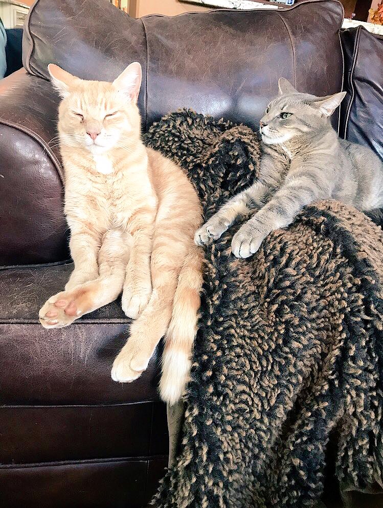 AltcoinMami's tweet photo. Good morning #xrpcommmunity! In this dull bear market I wanna start a thread of #XRPets because who doesnβt love animal pictures? Here are my fur babies, share yours below!
πΆπ±π’π¦πΉπ₯π¦π° https://t.co/s4nA7nv8hp