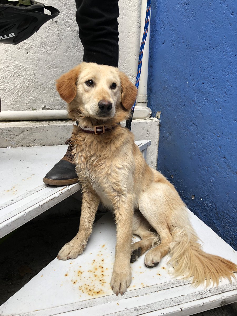 ptapia_alegria's tweet photo. Perrito encontrado en San Miguel Chapultepec, cerca del Mocel. Se ve que es cachorro aún @MascotasSismo https://t.co/NxJOOslwoZ