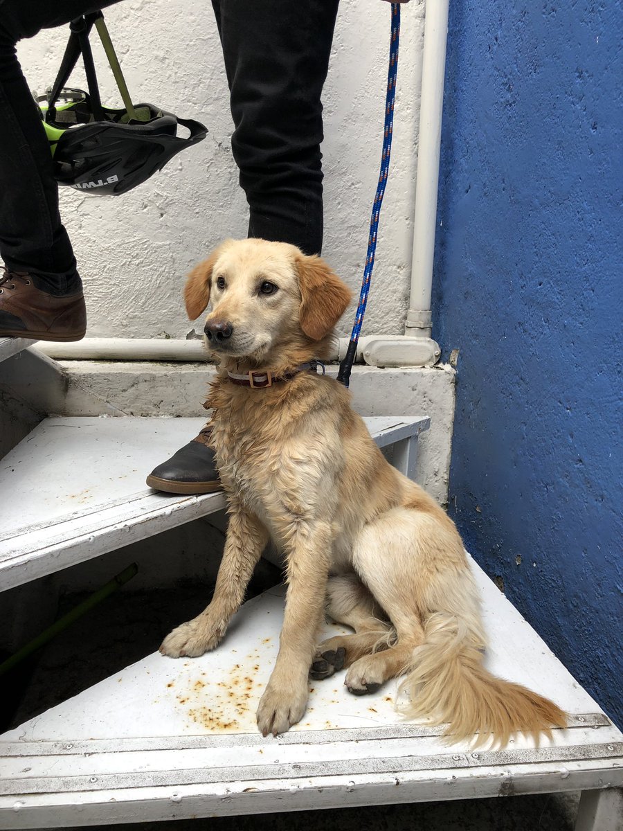 ptapia_alegria's tweet photo. Perrito encontrado en San Miguel Chapultepec, cerca del Mocel. Se ve que es cachorro aún @MascotasSismo https://t.co/NxJOOslwoZ