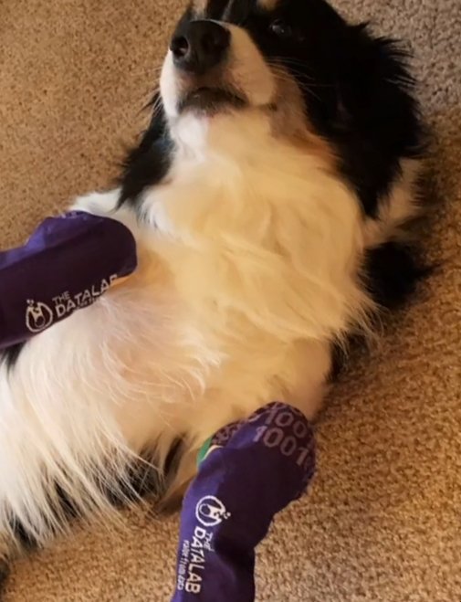 GBtechnlgy's tweet photo. Border-ing on what some might Collie madness, Kobe seen here entering into the #datasocks challenge by @DataLabScotland. Forget AI this is SI - "Superficial Intelligence" π https://t.co/wuwmre5oLY