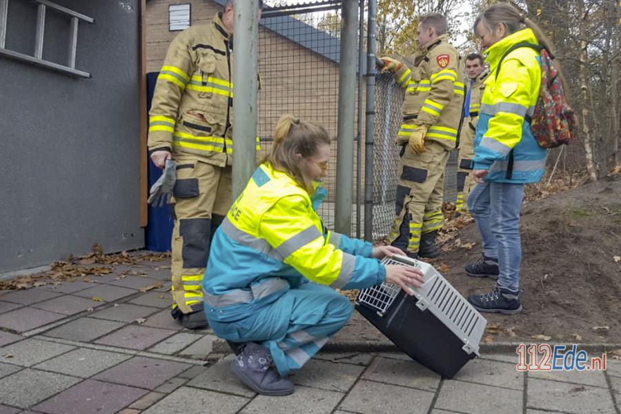 🚨 Bunzing vast in hekwerk bij voetbalvereniging #Lunteren 112.press/QsZPYZ 112Ede https://t.co/Bli09Xoieh