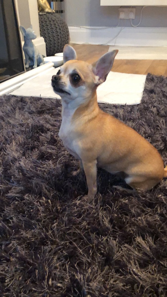 _MinnieC's tweet photo. On poorly pupster sitting duties #chihuahua #poorly coco ❤️ #feelbettersoon #love #DogsofTwittter https://t.co/oENL0usdfI