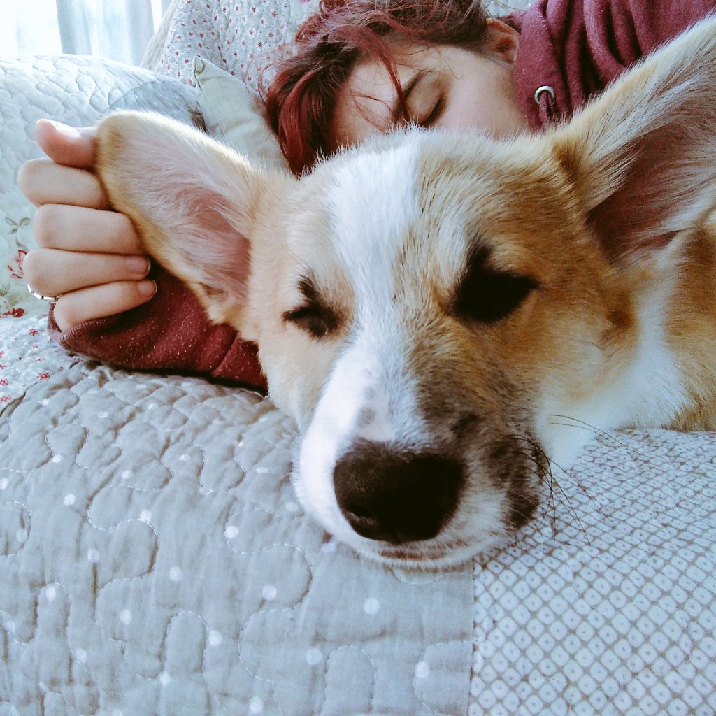 OneArtivist's tweet photo. 01.12.18. #Recovery - Day 28
After 30 days of #NaNoWriMo, a good nap.
Raising a #puppy is so hard. With my #mentalillness I feel #guilty, like a bad mom. I'm learning every day, just like him.
#BirdSetFreeProject #mentalhealth #BPD #RecoverySelfie #MentalHealthAwareness https://t.co/7oOpD456r8