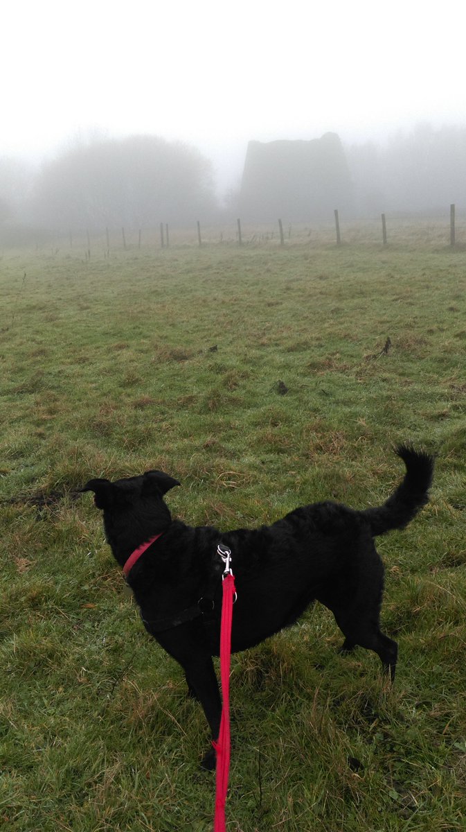 daisyfurryfool's tweet photo. I spent this afternoon adventuring from #brymbo to #ffrith. Now I is knackered! #happywoof https://t.co/oWOlFTEOCx