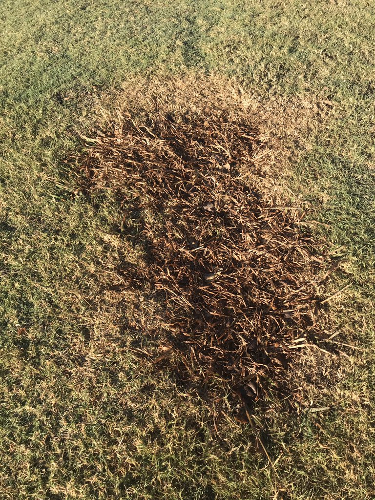 BZturf's tweet photo. @SyngentaTurf @klotzturf More results from #Time4Manuscript on our huge dallisgrass population. https://t.co/9B1SUzPwMw