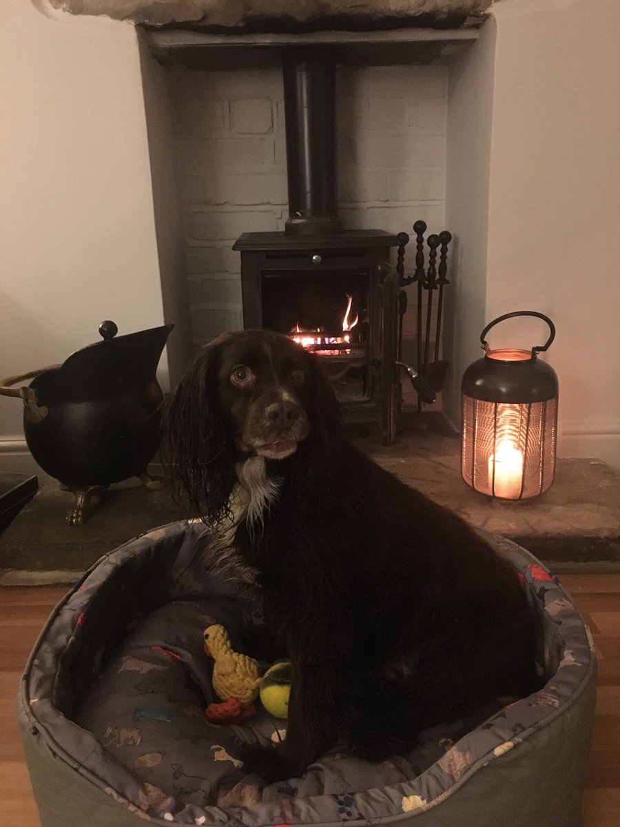 Look at me!! Just got an early Christmas present from <a href="/Joulesclothing/">Joules</a> #ilkley I am such a lucky #workingcockerspaniel