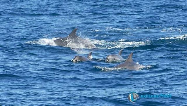 Explore_Ocean's tweet photo. 🐬🐬 Arrivée des dauphins 😍 https://t.co/rKliECdBdB #dauphin #exploreocean #cetacean #hendaye #saintjeandeluz #cotebasque #paysbasque #whalewatch #ocean #pyreneesatlantiques #sudouest #sudouest #whale #biarritz https://t.co/PdZP8Fh1iY https://t.co/GnD9Tjgumf