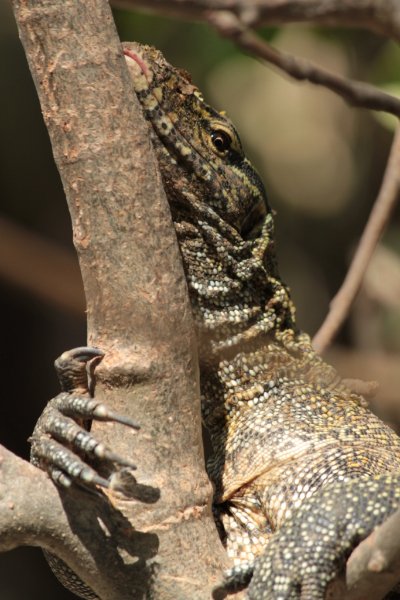 TheRubberHouse1's tweet photo. What to do when staying in #Gambia ; The Reptile Farm.. More pics like this: https://t.co/mmtw4P2Ed5
#mygambia https://t.co/F9Ao73zcEV