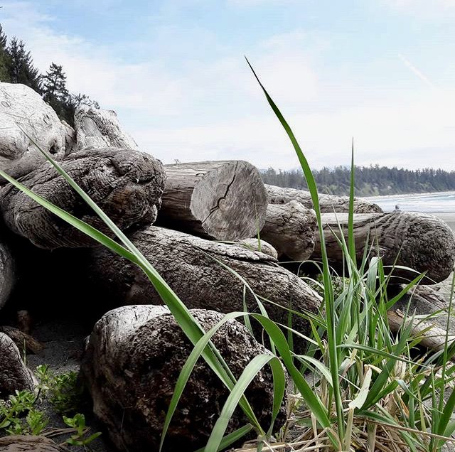 TourismUcluelet's tweet photo. Driftwood; nature's beach furniture. 
☺️
#ucluelet #driftwood #mothernature #pacificrimnpr #pnwcanada #beachlife #westcoast #explorebc #awesomeearth #seasidecanada #sunsetready #freshairandfreedom 🌅
📷 @studiopuur https://t.co/odJz4xVWhm
