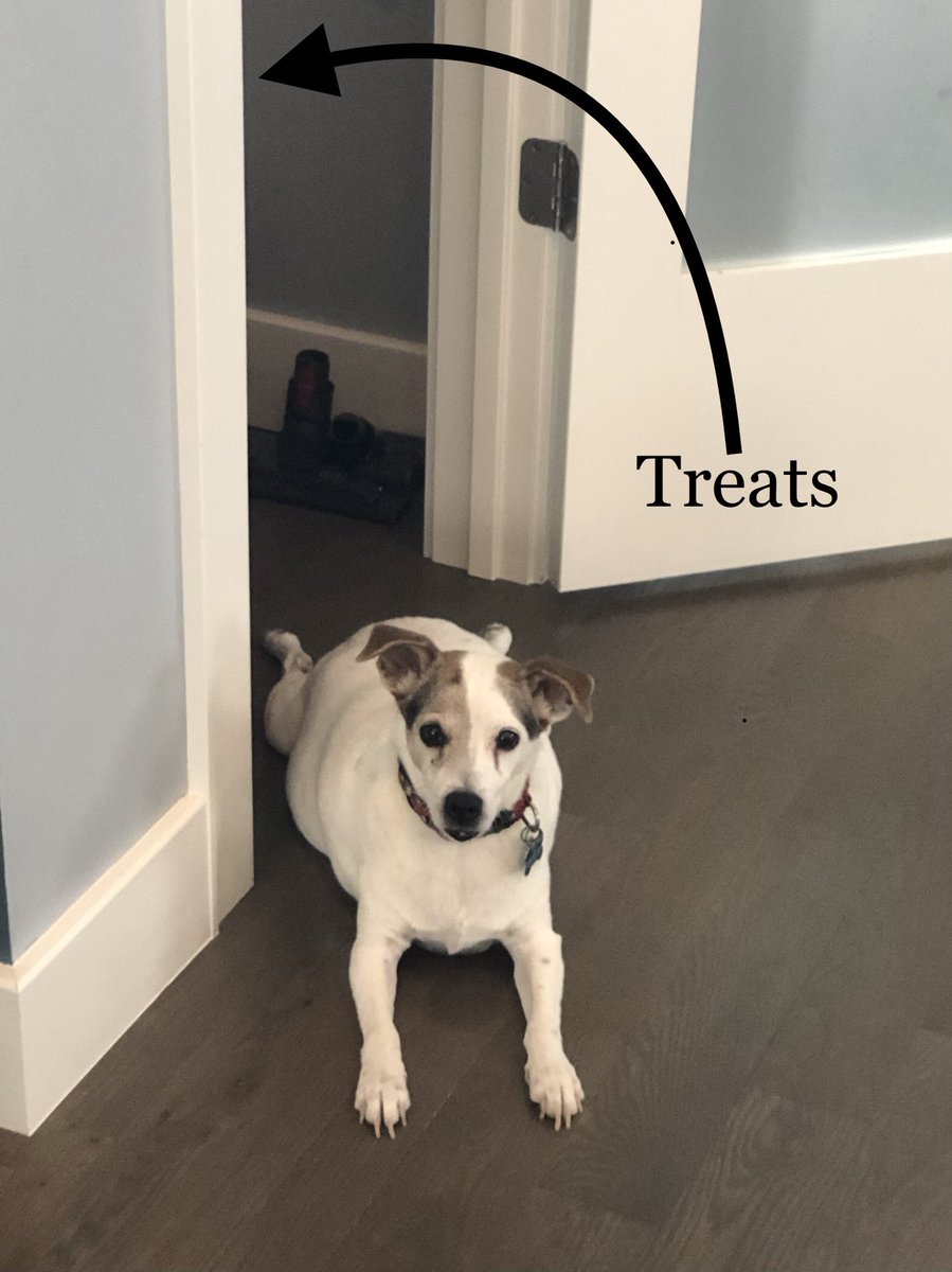 ANNED2000's tweet image. He’s dedicated, I’ll give him that! #dog #dogs #jrt #JackRussellTerrier #jackrussell #beggar