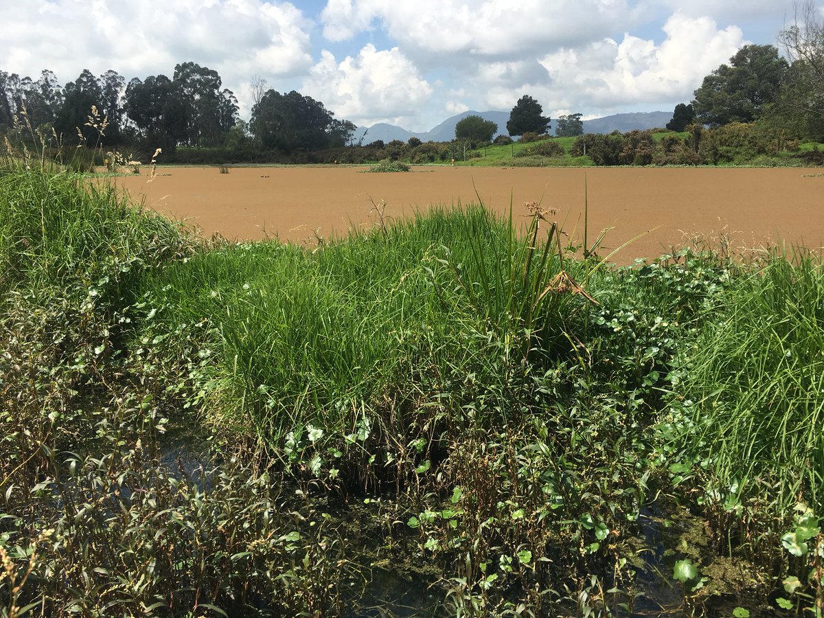 AngelicaLozanoC's tweet image. Un grupo de ciudadanos quisieron recorrer y conocer la Reserva #VanDerHammen para entender por qué hay que protegerla.

¿Quieren saber más? Aquí la explicación de mi asesora ambiental Luisa Moreno y Nury Silva de la Veeduría de la Reserva facebook.com/angelicalozano…