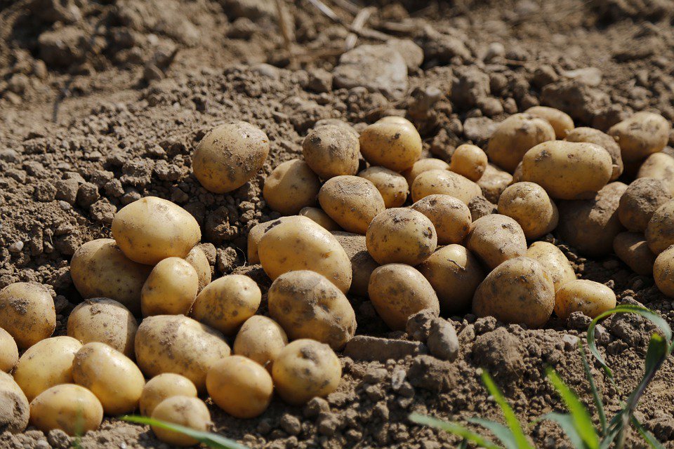 Potato shortage looms due to 'harvest from hell' after unseasonable weather bit.ly/2U4d0WM https://t.co/Tra11UOnKt