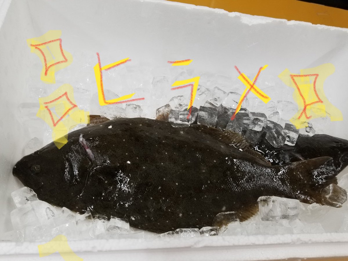 tomy__mart's tweet photo. 釣り部の釣り果は、なんと大漁！！
ヒラメ13匹でしたﾔｯﾀｧ━━━v(*´>ω<`*)v━━━ｯ!!
美味しーお刺身にして頂きました😊 https://t.co/GUq7aok5hX