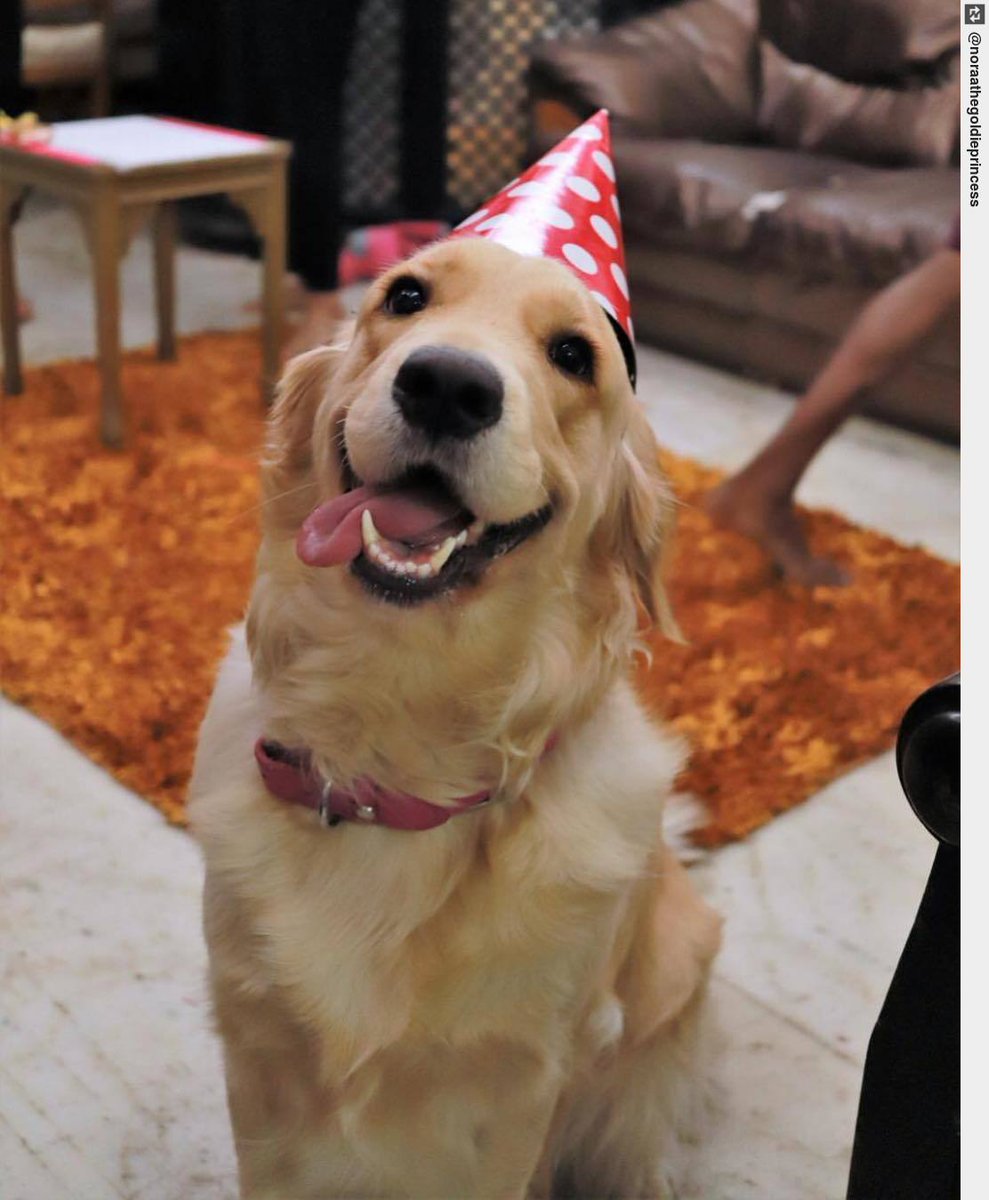 IngloriousDogs's tweet photo. Happy #tongueoutthursday captured by 🐶 #noraa #goldenretrieverpuppy #puppy #puppylove #dogsofinstagram https://t.co/7HNHAWV1uU