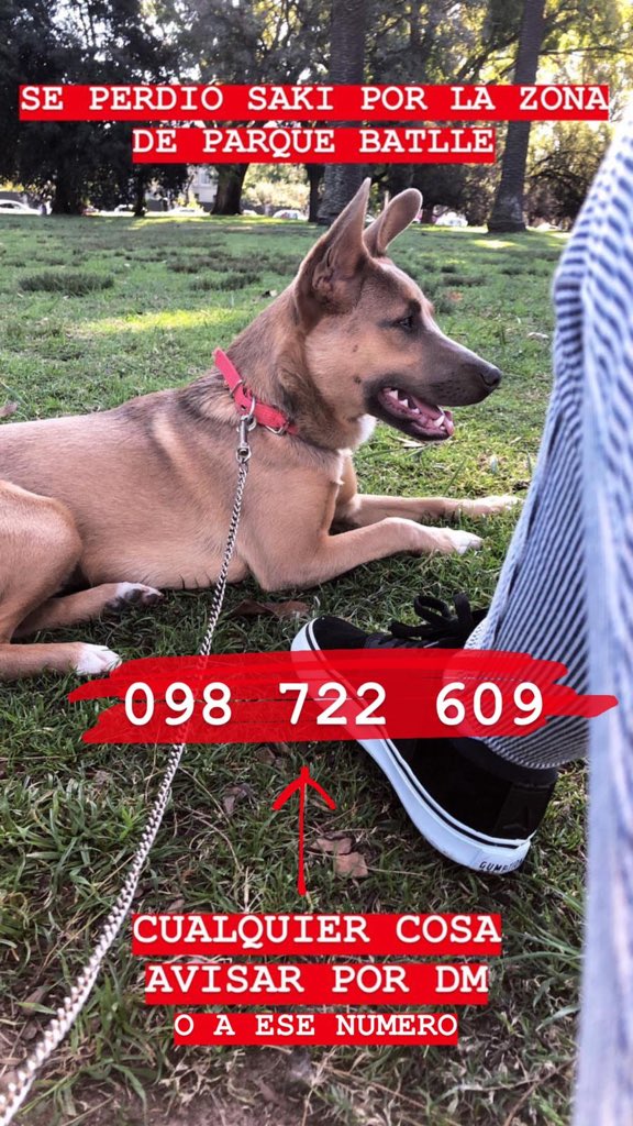 cartuIina's tweet photo. Chicos se perdió Saki, el perrito de una amiga. Difundir porfa! https://t.co/iqsohmpL9z