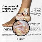 New anatomic structure in the #ankle is described. bit.ly/2QuGIFa #ankleinjuries #sportsmedicine