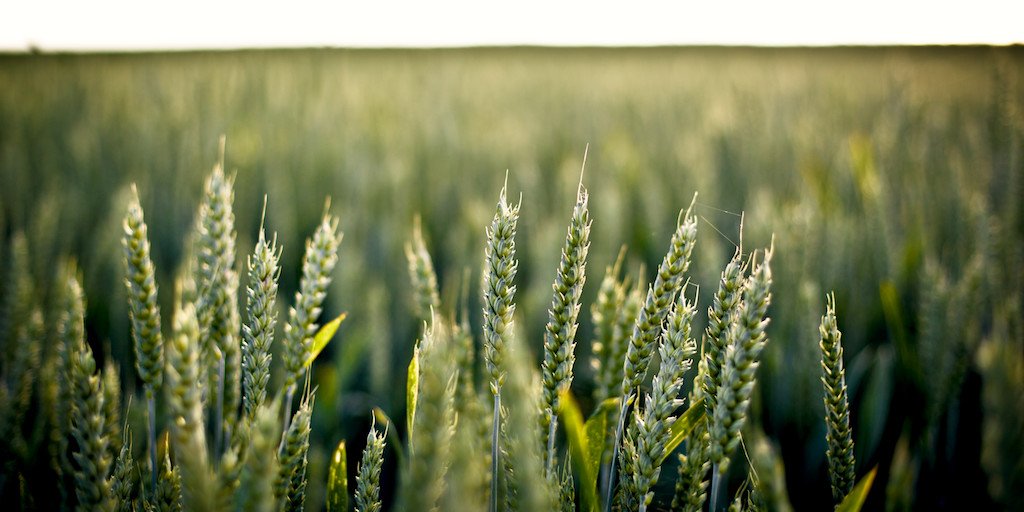 FarmWiseLabs's tweet photo. "#AgTech is focused on changing this upside-down energy cost equation and rationalizing the process of producing food" - @Framework_Erik https://t.co/SxO2p9tstN #Agriculture #Innovation https://t.co/WJnJB76Grp