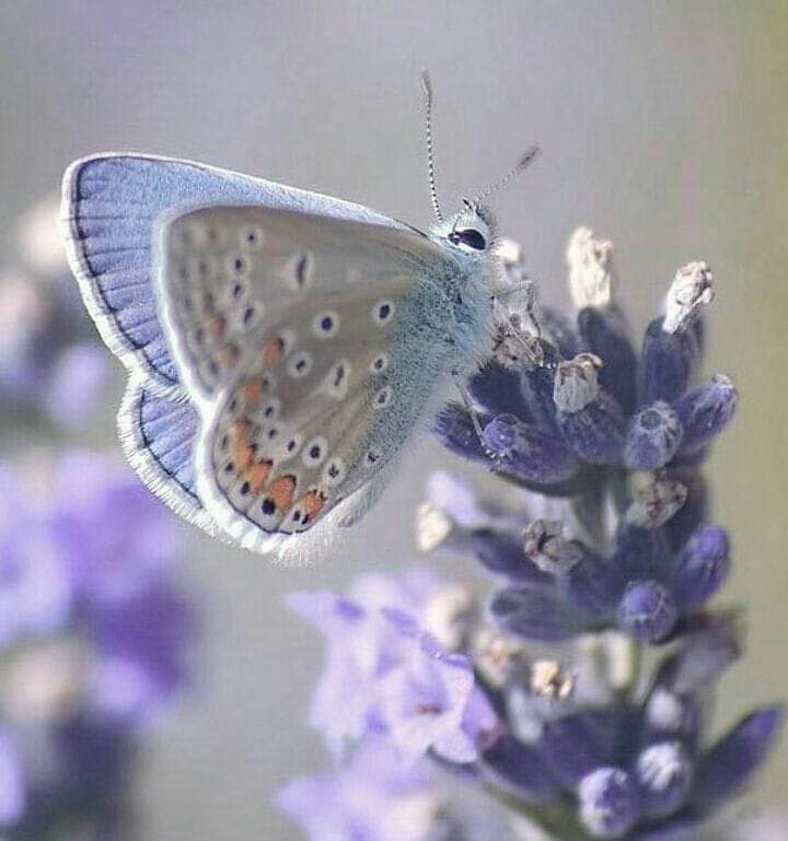 لكلٍ منا حكاية تدور في خلجات نفسه  ... يسعى جاهدا في سبيل الإفصاح عنها  .... ولكن بعض الحكايات ليس لها لغة مفهومة؛ لذلك تبقى حبيسة الوجدان  .