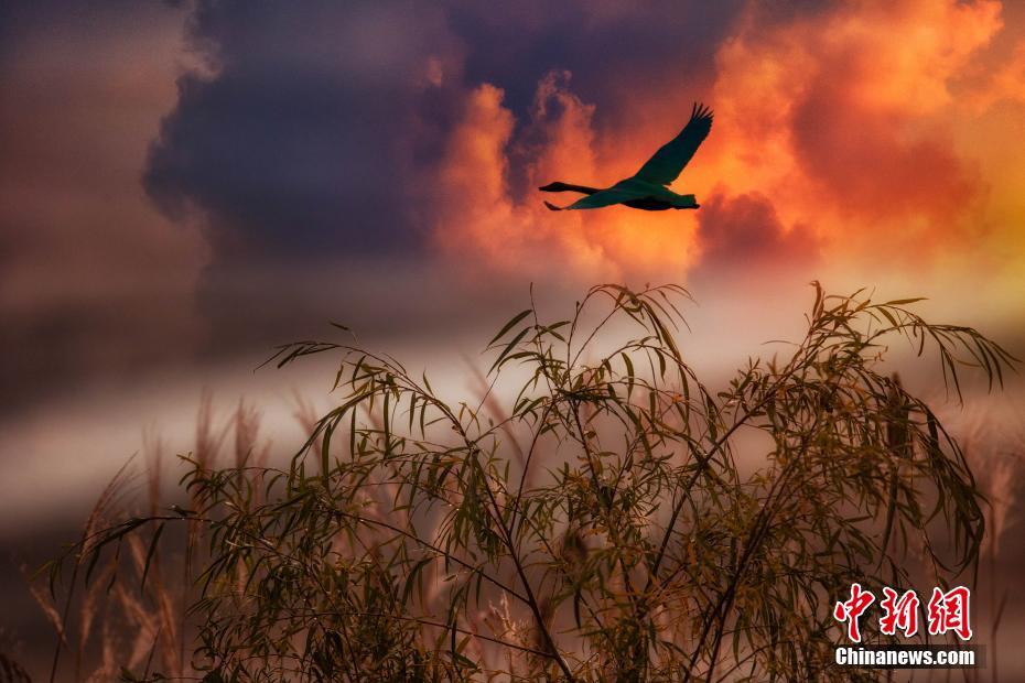 CNS1952's tweet photo. #美景中国： 初冬时节，成千上万只从西伯利亚、贝加尔湖等地远道而来的大天鹅飞抵“中国大天鹅之乡”山东荣成。 https://t.co/CKgYFIr6Bn