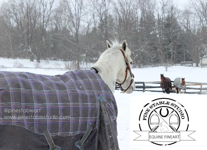 Thatching involves stuffing straw under his blanket to dry off&amp;keep your #horse warm. #equestrian #equestrianhour #equine #horsehour #horses