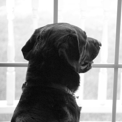 2sisterswriting's tweet photo. One of my favorite boys brought Vincent, the dog, to say goodbye. #rememberingandforgetting @IARTG #dogs #Kindleunlimited #sharethebooklove #readingforpleasure #2018books #amreading #read #staffpicksaturday #saturdayreading #everydaypeople #readinggoals https://t.co/HGKI5QFpRD https://t.co/htoTSD0Atp