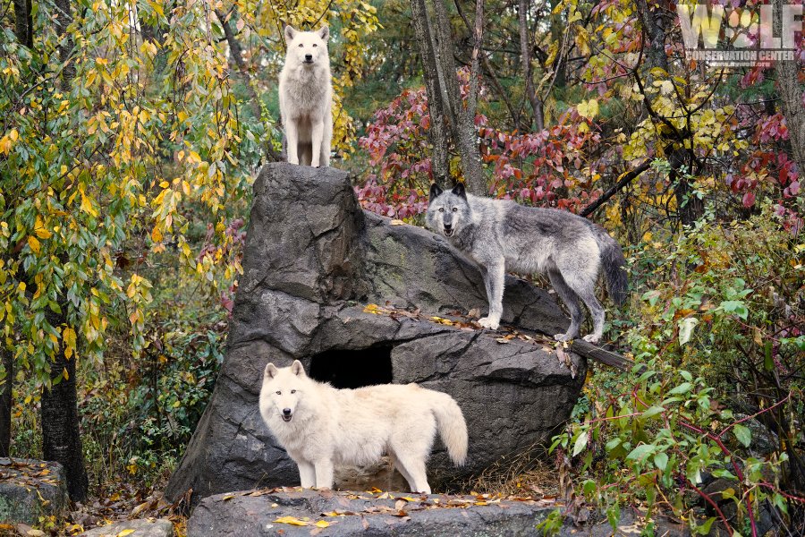 Wolf Conservation Center on Twitter: