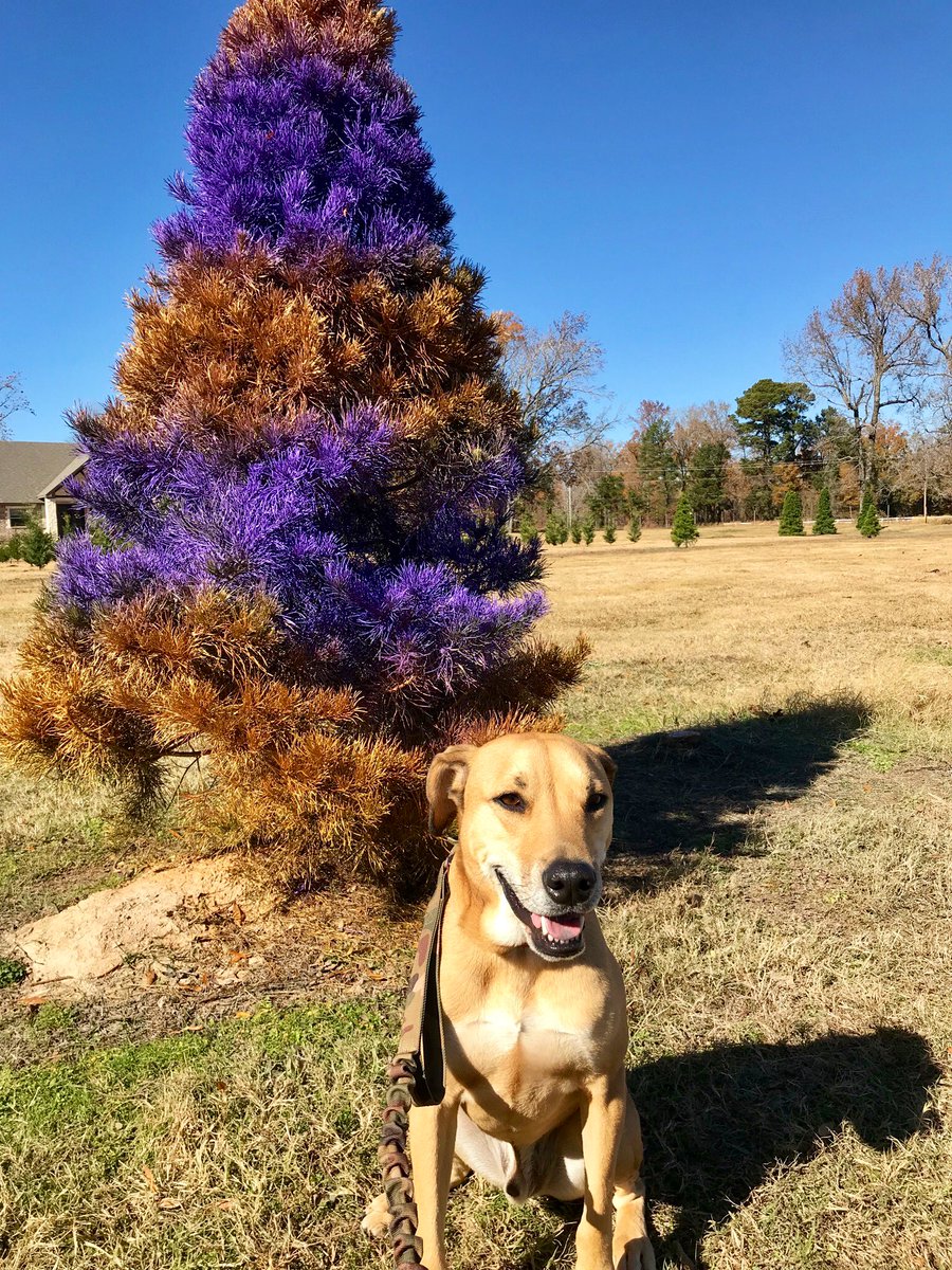 Buddy7514's tweet photo. Only in Louisiana 🎄 https://t.co/yzqKV7G4Gf