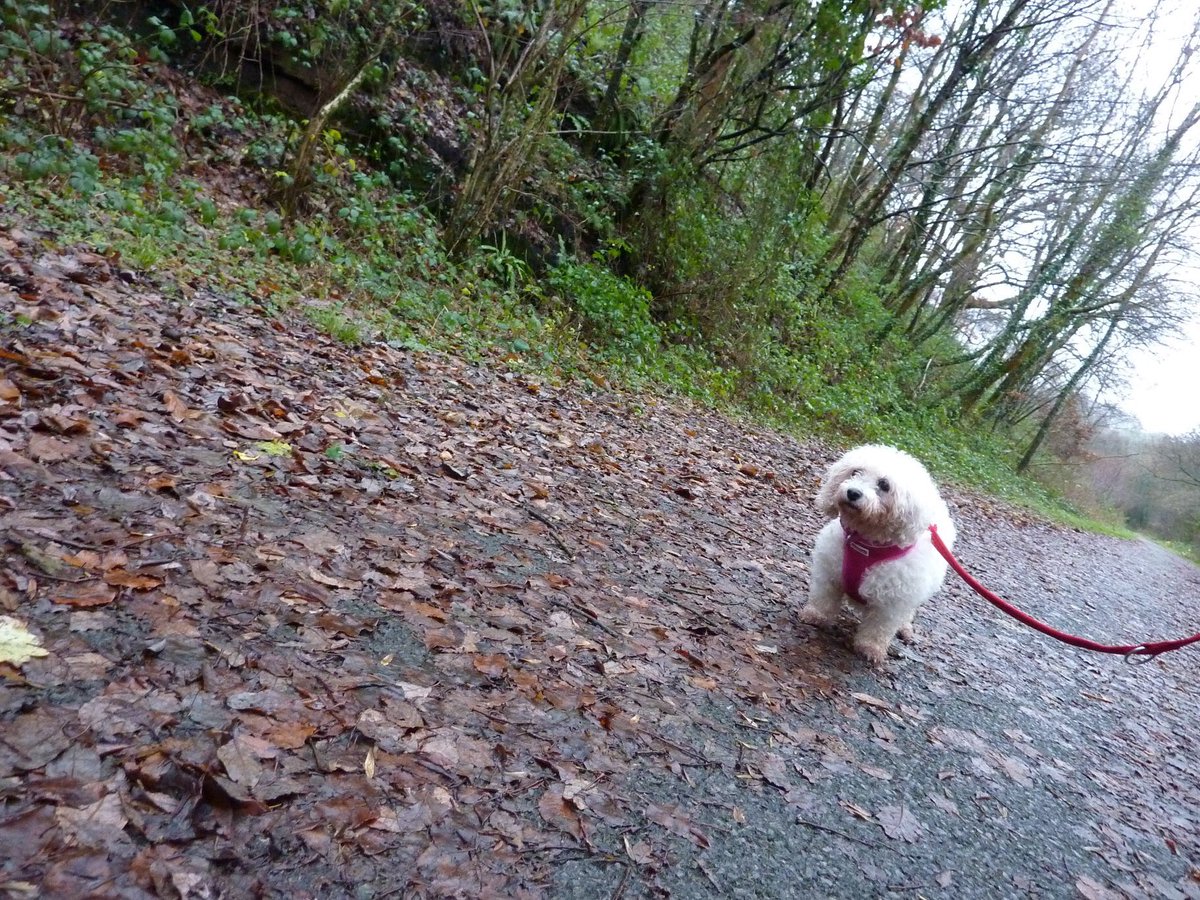 A big day for our scared girl Carole. She’s been out for the first time with the rest of the Wonky Gang exploring the Welsh scenery. #lucyslaw #wheresmum #bichonfrise #bichon #rct @foarctwales @CARIADCAMPAIGN @Eluned_Morgan @CllrMWebber @marcthevet @scamperspets