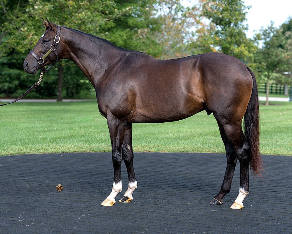 SeanTugel's tweet image. @KentuckyDerby winner Always Dreaming’s pedigree gets another graded update with his 3/4 sis Positive Spirit winning @TheNYRA G2 Demoiselle.  Limited spots available to breed to one of the fastest families in the book, fee 25k @WinStarFarm @Liamontheloose @WinStarCEO @TomRyanKY